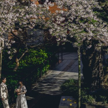 桜並木の小道に小さく佇む新郎新婦を俯瞰で写した一枚。赤レンガの建物と桜が彩る横浜の前撮り