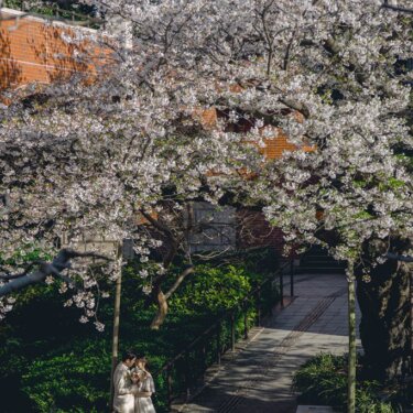 赤レンガの建物と満開の桜の下で寄り添う新郎新婦を、上から見下ろして写した春のロケーションフォト