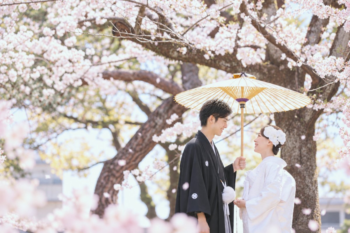 満開の桜の下で和傘を差して見つめ合う紋付袴の新郎と白無垢の花嫁。桜の季節の和装前撮り